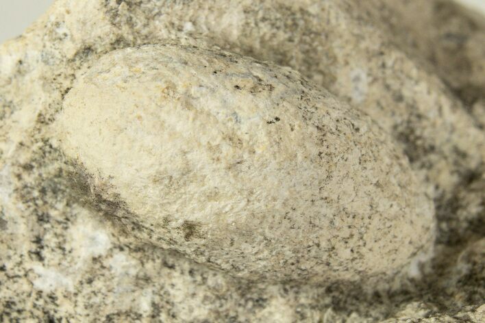 Eocene Fossil Snake Egg - Bouxwiller, France #318940